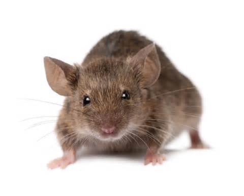 définition de rodents