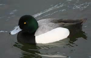 Definició de scaup