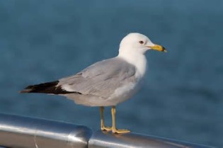 Mõiste seagull