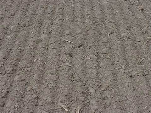 opredelitev seedbed