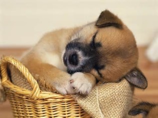 визначення sleepy