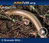 definisyon nan slowworms