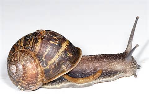 snail परिभाषा