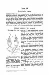 spermatozoal 定義