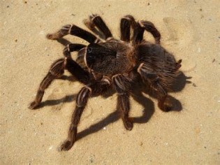 definizzjoni ta spider
