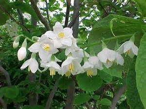 Definition von styrax