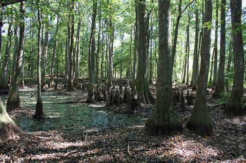 Definisi swamp
