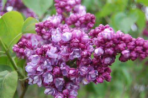 Definice syringa