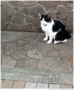 Definizione di tailless