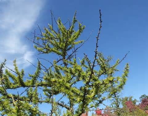تعریف ازtamarack