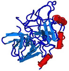 Definisi thrombin