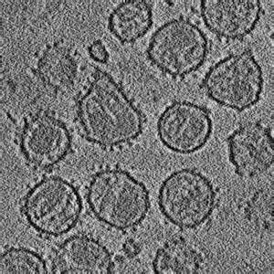 tomograms परिभाषा
