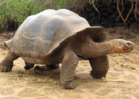 définition de tortoise