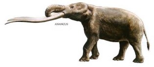 Definition von tusked