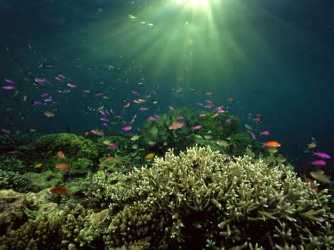 định nghĩa của underwater