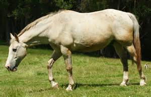 تعریف ازunsaddled