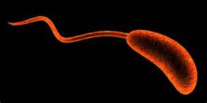 opredelitev vibrio