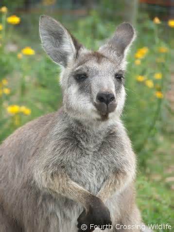 definisyon nan wallaroo