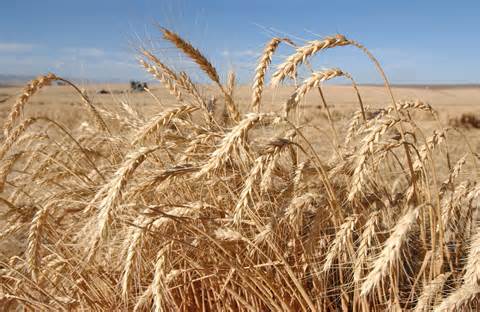 wheat परिभाषा