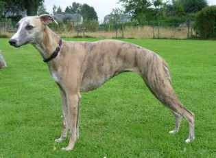 Definicja whippet