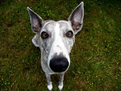 Definicja whippet