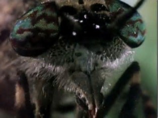 definición de wormy
