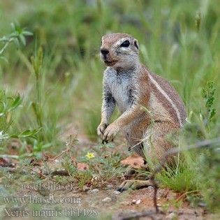 Featured image of post Xerus Pronunciation First of all you can listen to the pronunciations of xeruses in american english and british english by clicking the audio icons