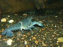 definizzjoni ta yabbies