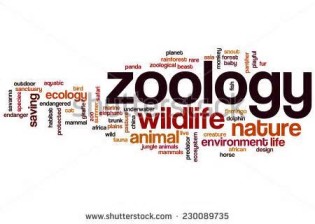 definizzjoni ta zoology