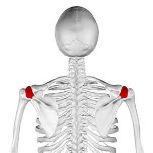Definition von acromions
