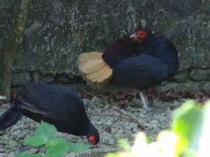 definisyon nan firebacks
