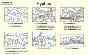 Definitions of hyphe