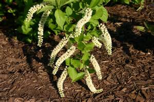 definisyon nan itea