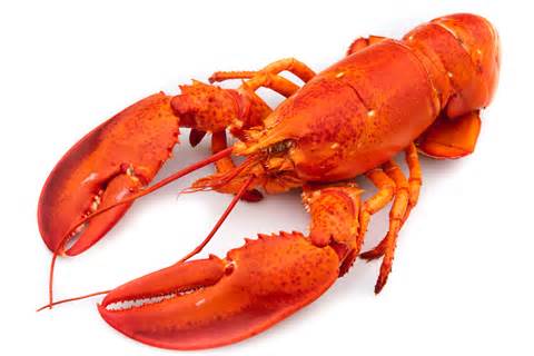 Definition von lobsterer