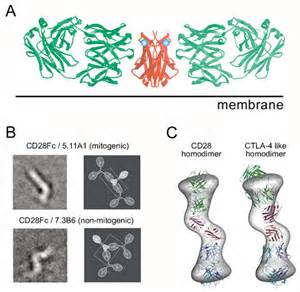 opredelitev mitogenic