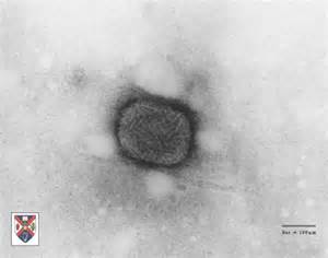 definizzjoni ta poxviruses