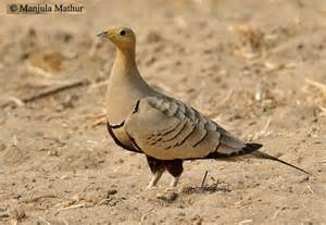 definizzjoni ta sandgrouse