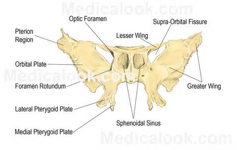 definisyon nan sphenoidal