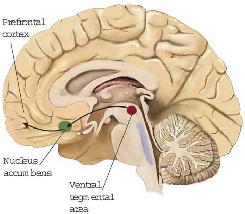 Definitions of tegmental