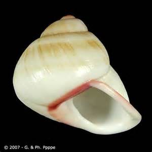 Definice albinotic