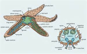 Definice branchiae