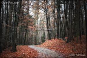 Definitions of morlenbach