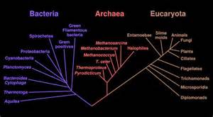 definizzjoni ta phylogenic