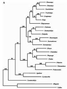 definizzjoni ta phylogenic
