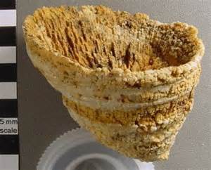 definisyon nan silicification